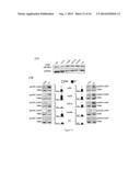 BIOMARKERS FOR EPITHELIAL CANCER DIAGNOSIS AND TREATMENT diagram and image