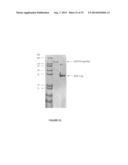 THERAPEUTIC USE OF SPECIFIC LIGAND IN MSRV ASSOCIATED DISEASES diagram and image