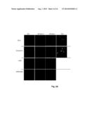 ANTIBODIES DIRECTED AGAINST SIGNAL PEPTIDES, METHODS AND USES THEREOF diagram and image