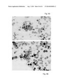 ANTIBODIES DIRECTED AGAINST SIGNAL PEPTIDES, METHODS AND USES THEREOF diagram and image