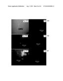 ANTIBODIES DIRECTED AGAINST SIGNAL PEPTIDES, METHODS AND USES THEREOF diagram and image