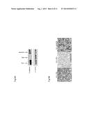 Administration of an Anti-Activin-A Compound to a Subject diagram and image