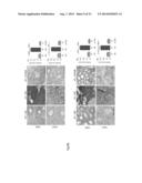 Administration of an Anti-Activin-A Compound to a Subject diagram and image