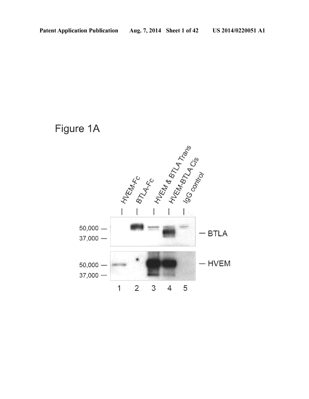 METHODS OF MODULATING HVEM, BTLA AND CD160 CIS COMPLEX RESPONSE OR     SIGNALING ACTIVITY WITH SOLUBLE LIGHT POLYPEPTIDE SEQUENCES - diagram, schematic, and image 02