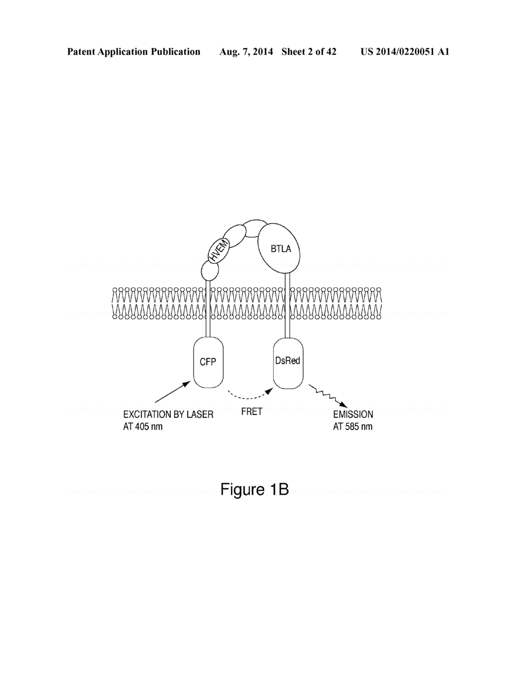 METHODS OF MODULATING HVEM, BTLA AND CD160 CIS COMPLEX RESPONSE OR     SIGNALING ACTIVITY WITH SOLUBLE LIGHT POLYPEPTIDE SEQUENCES - diagram, schematic, and image 03