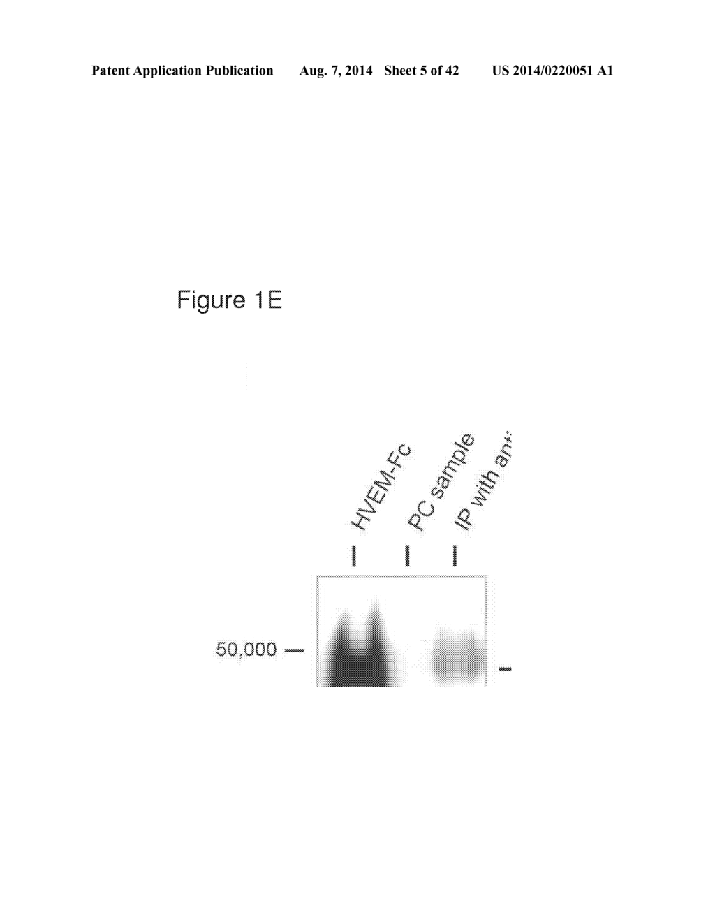 METHODS OF MODULATING HVEM, BTLA AND CD160 CIS COMPLEX RESPONSE OR     SIGNALING ACTIVITY WITH SOLUBLE LIGHT POLYPEPTIDE SEQUENCES - diagram, schematic, and image 06