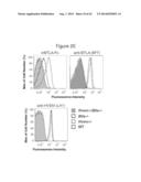 METHODS OF MODULATING HVEM, BTLA AND CD160 CIS COMPLEX RESPONSE OR     SIGNALING ACTIVITY WITH SOLUBLE LIGHT POLYPEPTIDE SEQUENCES diagram and image