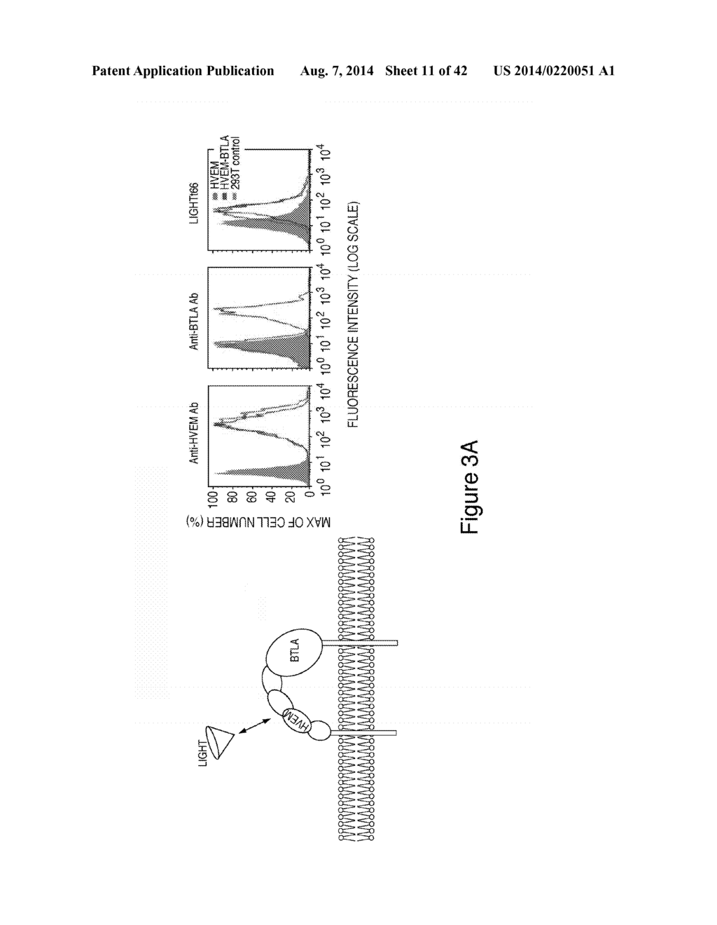 METHODS OF MODULATING HVEM, BTLA AND CD160 CIS COMPLEX RESPONSE OR     SIGNALING ACTIVITY WITH SOLUBLE LIGHT POLYPEPTIDE SEQUENCES - diagram, schematic, and image 12