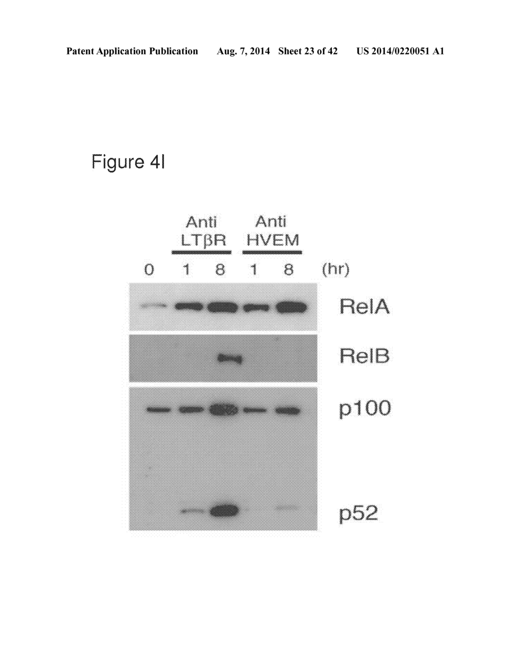 METHODS OF MODULATING HVEM, BTLA AND CD160 CIS COMPLEX RESPONSE OR     SIGNALING ACTIVITY WITH SOLUBLE LIGHT POLYPEPTIDE SEQUENCES - diagram, schematic, and image 24