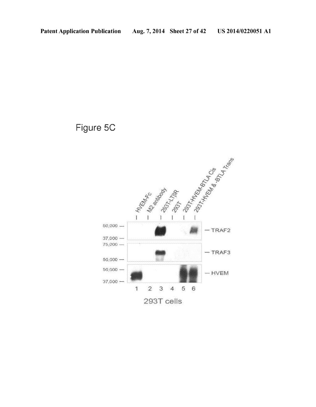 METHODS OF MODULATING HVEM, BTLA AND CD160 CIS COMPLEX RESPONSE OR     SIGNALING ACTIVITY WITH SOLUBLE LIGHT POLYPEPTIDE SEQUENCES - diagram, schematic, and image 28