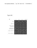 METHODS OF MODULATING HVEM, BTLA AND CD160 CIS COMPLEX RESPONSE OR     SIGNALING ACTIVITY WITH SOLUBLE LIGHT POLYPEPTIDE SEQUENCES diagram and image