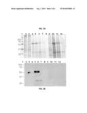 YEAST EXPRESSION OF FLAVIVIRUS VIRUS-LIKE PARTICLES AND USE THEREOF diagram and image