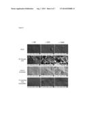 METHODS FOR THE PRODUCTION OF A COSMETIC COMPOSITION FROM HATCHING FLUID     AND USES THEREOF FOR IMPROVING THE COSMETIC APPEARANCE OF SKIN diagram and image