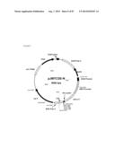 TRUNCATED HIV ENVELOPE PROTEINS (ENV), METHODS AND COMPOSITIONS RELATED     THERETO diagram and image