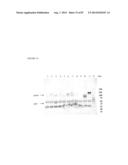 TRUNCATED HIV ENVELOPE PROTEINS (ENV), METHODS AND COMPOSITIONS RELATED     THERETO diagram and image