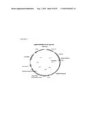 TRUNCATED HIV ENVELOPE PROTEINS (ENV), METHODS AND COMPOSITIONS RELATED     THERETO diagram and image