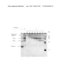 TRUNCATED HIV ENVELOPE PROTEINS (ENV), METHODS AND COMPOSITIONS RELATED     THERETO diagram and image