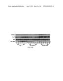 Compositions and Methods for Detecting, Treating, or Preventing Reductive     Stress diagram and image