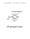 Compositions and Methods for Detecting, Treating, or Preventing Reductive     Stress diagram and image