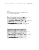 Enzymatic Conversion of Blood Group A, B, and AB Red Blood Cells Using     alpha-N-Acetylgalactosaminidases and alpha-Galactosidases with Unique     Substrate Specificities and Kinetic Properties diagram and image