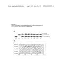 Enzymatic Conversion of Blood Group A, B, and AB Red Blood Cells Using     alpha-N-Acetylgalactosaminidases and alpha-Galactosidases with Unique     Substrate Specificities and Kinetic Properties diagram and image