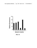 METHODS FOR RNA DETECTION AND QUANTIFICATION diagram and image