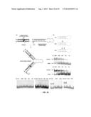 EMBODIMENTS OF A PROBE AND METHOD FOR TARGETING NUCLEIC ACIDS diagram and image