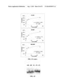 EMBODIMENTS OF A PROBE AND METHOD FOR TARGETING NUCLEIC ACIDS diagram and image