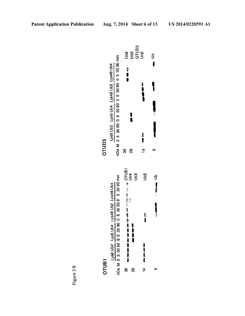 UBIQUITIN CHAIN ANALYSIS - diagram, schematic, and image 07