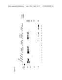 UBIQUITIN CHAIN ANALYSIS diagram and image