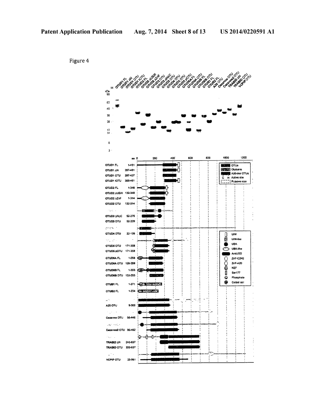 UBIQUITIN CHAIN ANALYSIS - diagram, schematic, and image 09