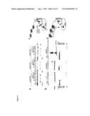 UBIQUITIN CHAIN ANALYSIS diagram and image