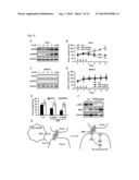 METHOD FOR SCREENING AN AGENT PREVENTING OR TREATING CANCER USING     GLYCYL-TRNA SYNTHETASE AND CADHERIN diagram and image