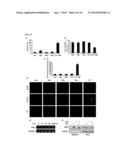 METHOD FOR SCREENING AN AGENT PREVENTING OR TREATING CANCER USING     GLYCYL-TRNA SYNTHETASE AND CADHERIN diagram and image