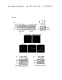 METHOD FOR SCREENING AN AGENT PREVENTING OR TREATING CANCER USING     GLYCYL-TRNA SYNTHETASE AND CADHERIN diagram and image