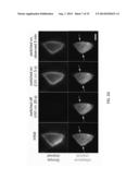 OPTICAL CONTROL OF PROTEIN ACTIVITY AND LOCALIZATION BY FUSION TO     PHOTOCHROMIC PROTEIN DOMAINS diagram and image