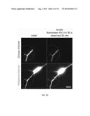 OPTICAL CONTROL OF PROTEIN ACTIVITY AND LOCALIZATION BY FUSION TO     PHOTOCHROMIC PROTEIN DOMAINS diagram and image