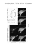 OPTICAL CONTROL OF PROTEIN ACTIVITY AND LOCALIZATION BY FUSION TO     PHOTOCHROMIC PROTEIN DOMAINS diagram and image