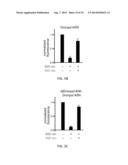 OPTICAL CONTROL OF PROTEIN ACTIVITY AND LOCALIZATION BY FUSION TO     PHOTOCHROMIC PROTEIN DOMAINS diagram and image