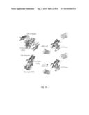 OPTICAL CONTROL OF PROTEIN ACTIVITY AND LOCALIZATION BY FUSION TO     PHOTOCHROMIC PROTEIN DOMAINS diagram and image