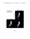 OPTICAL CONTROL OF PROTEIN ACTIVITY AND LOCALIZATION BY FUSION TO     PHOTOCHROMIC PROTEIN DOMAINS diagram and image