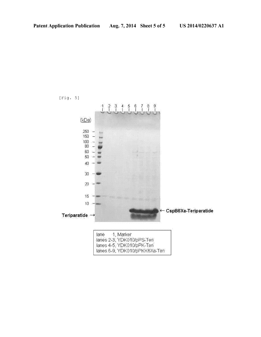 Method for Secretory Production of Protein - diagram, schematic, and image 06