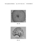 XENO-FREE AND A FEEDER FREE SELF-RENEWAL EXTRACELLULAR MATRIX FOR     LONG-TERM MAINTENANCE OF UNDIFFERENTIATED HUMAN PLURIPOTENT STEM CELLS     AND METHOD OF SYNTHESIZING THE SAME diagram and image