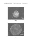 XENO-FREE AND A FEEDER FREE SELF-RENEWAL EXTRACELLULAR MATRIX FOR     LONG-TERM MAINTENANCE OF UNDIFFERENTIATED HUMAN PLURIPOTENT STEM CELLS     AND METHOD OF SYNTHESIZING THE SAME diagram and image