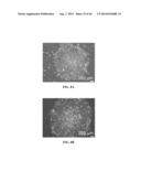 XENO-FREE AND A FEEDER FREE SELF-RENEWAL EXTRACELLULAR MATRIX FOR     LONG-TERM MAINTENANCE OF UNDIFFERENTIATED HUMAN PLURIPOTENT STEM CELLS     AND METHOD OF SYNTHESIZING THE SAME diagram and image