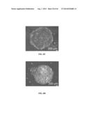 XENO-FREE AND A FEEDER FREE SELF-RENEWAL EXTRACELLULAR MATRIX FOR     LONG-TERM MAINTENANCE OF UNDIFFERENTIATED HUMAN PLURIPOTENT STEM CELLS     AND METHOD OF SYNTHESIZING THE SAME diagram and image