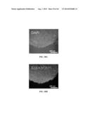 XENO-FREE AND A FEEDER FREE SELF-RENEWAL EXTRACELLULAR MATRIX FOR     LONG-TERM MAINTENANCE OF UNDIFFERENTIATED HUMAN PLURIPOTENT STEM CELLS     AND METHOD OF SYNTHESIZING THE SAME diagram and image