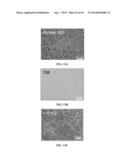 XENO-FREE AND A FEEDER FREE SELF-RENEWAL EXTRACELLULAR MATRIX FOR     LONG-TERM MAINTENANCE OF UNDIFFERENTIATED HUMAN PLURIPOTENT STEM CELLS     AND METHOD OF SYNTHESIZING THE SAME diagram and image