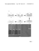 FABRICATION OF GRAPHENE NANORIBBONS AND NANOWIRES diagram and image