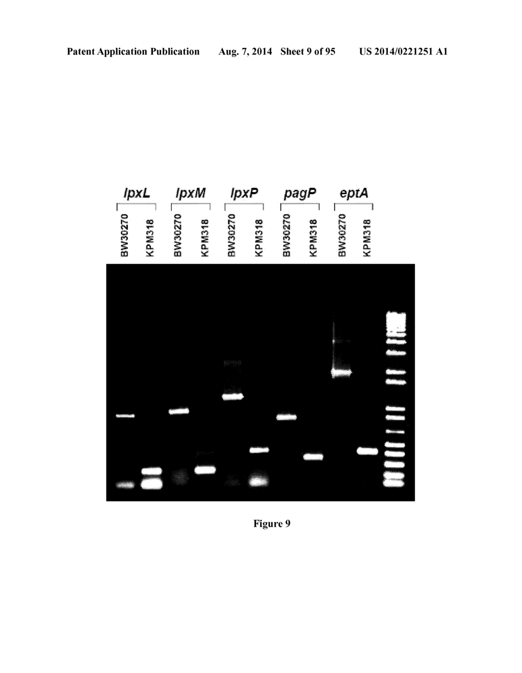 VIABLE GRAM NEGATIVE BACTERIA WITH REDUCED PROTEOLYTIC ACTIVITY LACKING     OUTER MEMBRANE AGONISTS OF TLR4/MD-2 - diagram, schematic, and image 10